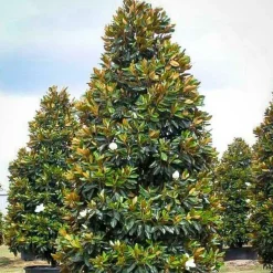 Landscape Plants>Roger's Gardens Magnolia Grand. 'Little Gem' - Little Gem Dwarf Southern Magnolia - 7 Gallon