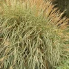 Landscape Plants>Roger's Gardens Miscanthus 'Adagio' - Adagio Maiden Grass - 2 Gallon