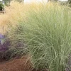Landscape Plants>Roger's Gardens Miscanthus 'Morning Light' - Morning Light Maiden Grass - 5 Gallon