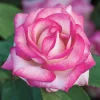 Roses>Roger's Gardens Miss Congeniality - 5 Gallon