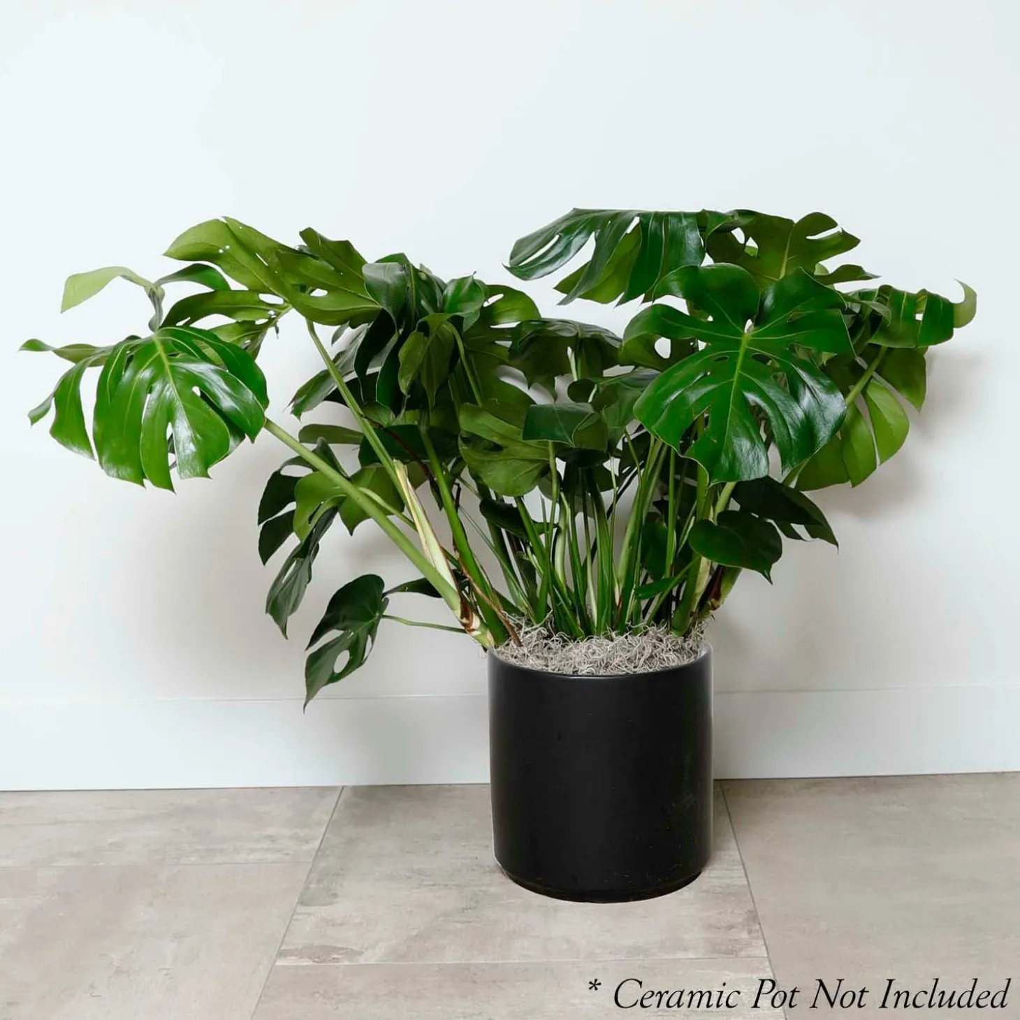 Indoor Plants>Roger's Gardens Monstera Deliciosa - 10In