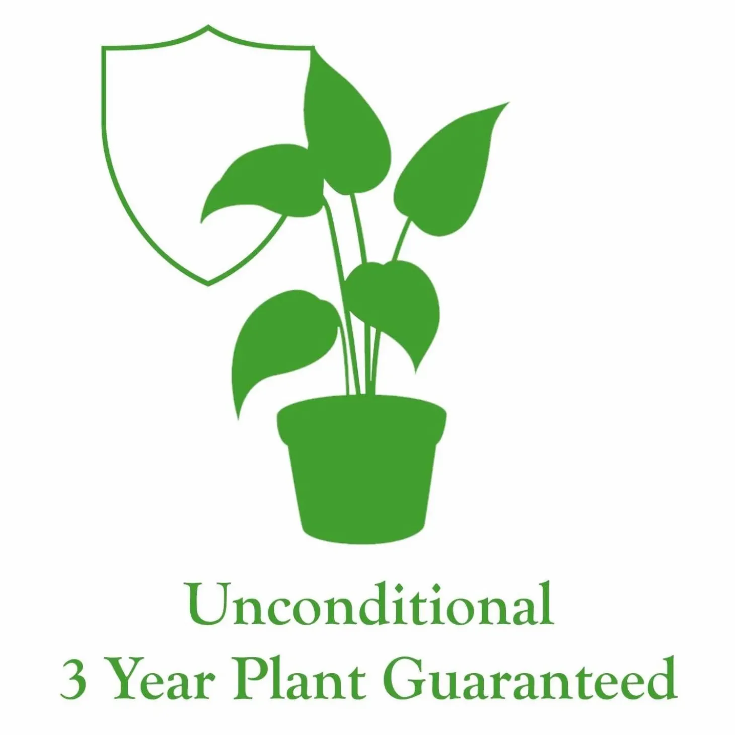 Indoor Plants>Roger's Gardens Monstera Deliciosa - 10In