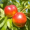 Fruit Trees>Roger's Gardens Nectarine 'Arctic Star White' - Semi-Dwarf - #15 Gallon
