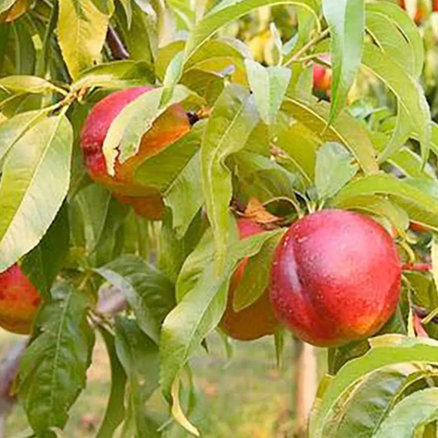 Fruit Trees>Roger's Gardens Nectarine 'Goldmine' - Std.Root - #5 Gallon