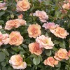 Landscape Plants>Roger's Gardens Nitty Peach Pink™ - 2 Gallon