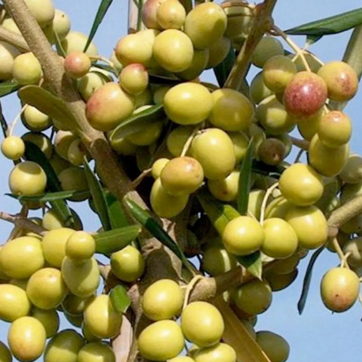 Fruit Trees>Roger's Gardens Olea Europaea 'Arbosana' - #15 Gallon
