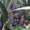 Fruit Trees>Roger's Gardens Olea Europaea 'Frantoio' - #15 Gallon