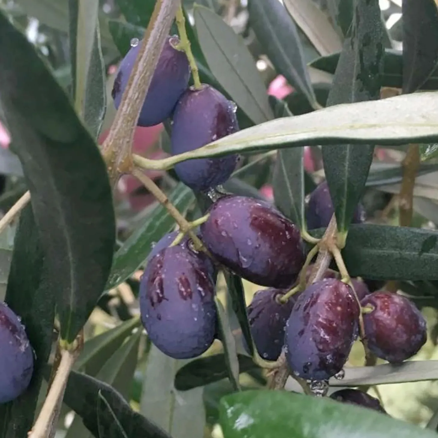 Fruit Trees>Roger's Gardens Olea Europaea 'Frantoio' - #15 Gallon