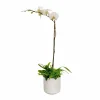 Indoor Planted Arrangements>Roger's Gardens Orchid & Greens In Medium White Pot