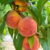 Fruit Trees>Roger's Gardens Peach 'August Pride' - Std.Root - #15 Gallon