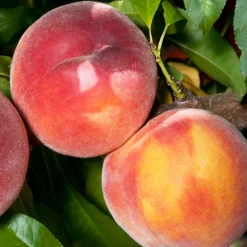 Fruit Trees>Roger's Gardens Peach 'Eva's Pride' - Semi-Dwarf - 24" Box