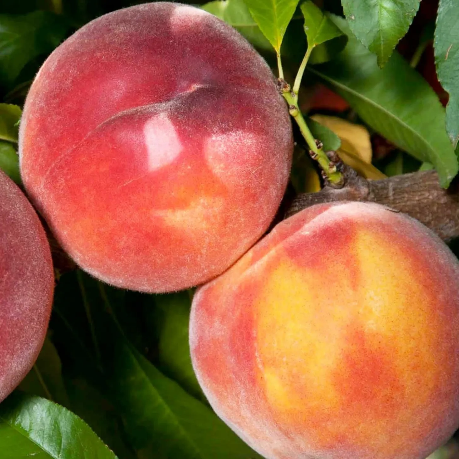 Fruit Trees>Roger's Gardens Peach 'Eva's Pride' - Std.Root - #5 Gallon