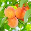 Fruit Trees>Roger's Gardens Peach 'Honey Babe - Miniature - #5 Gallon