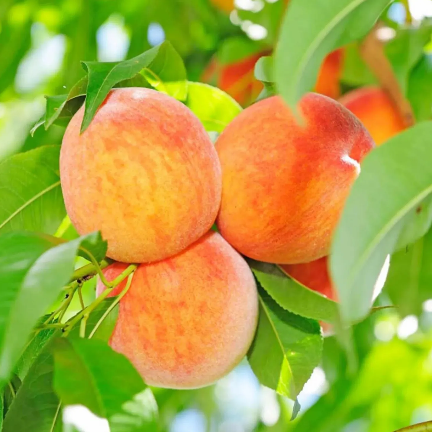 Fruit Trees>Roger's Gardens Peach 'Honey Babe - Miniature - #5 Gallon