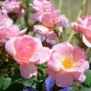 Roses>Roger's Gardens Peachy Knock Out - 2 Gallon