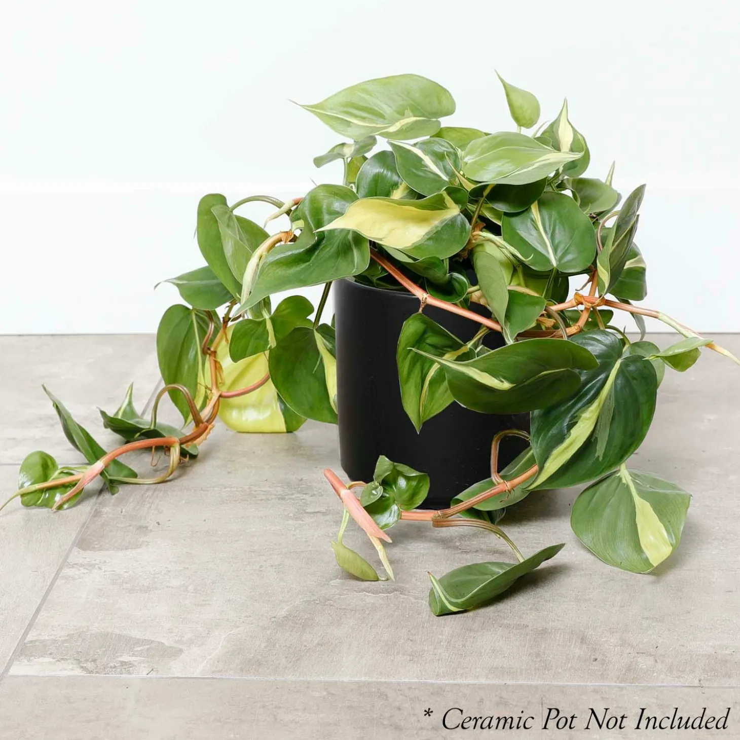 Indoor Plants>Roger's Gardens Philodendron Cordatum 'Brasil ' - 6In