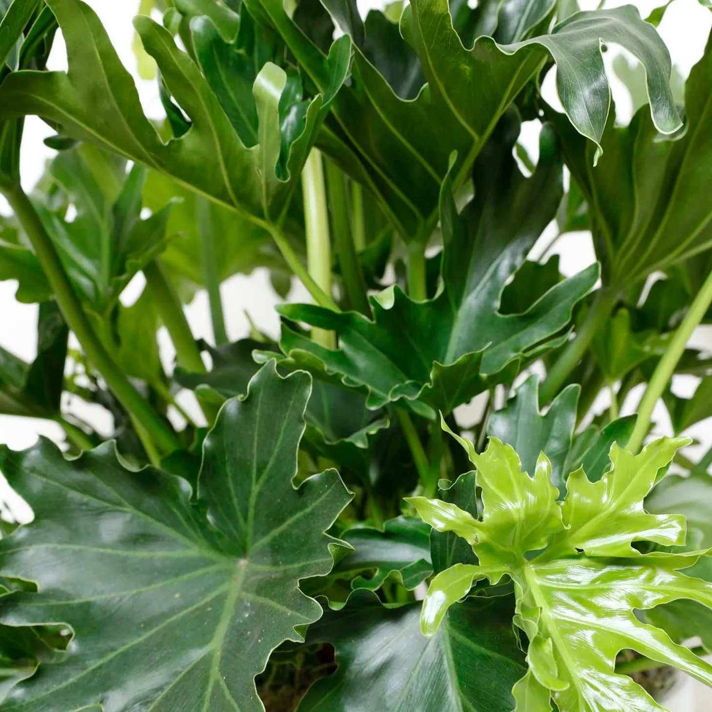 Indoor Plants>Roger's Gardens Philodendron Lickety Split - 8In