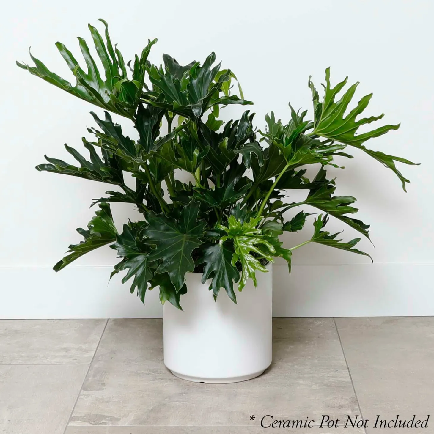 Indoor Plants>Roger's Gardens Philodendron Lickety Split - 8In
