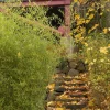 Landscape Plants>Roger's Gardens Phyllostachys Aurea - Golden Bamboo - 10 Gallon