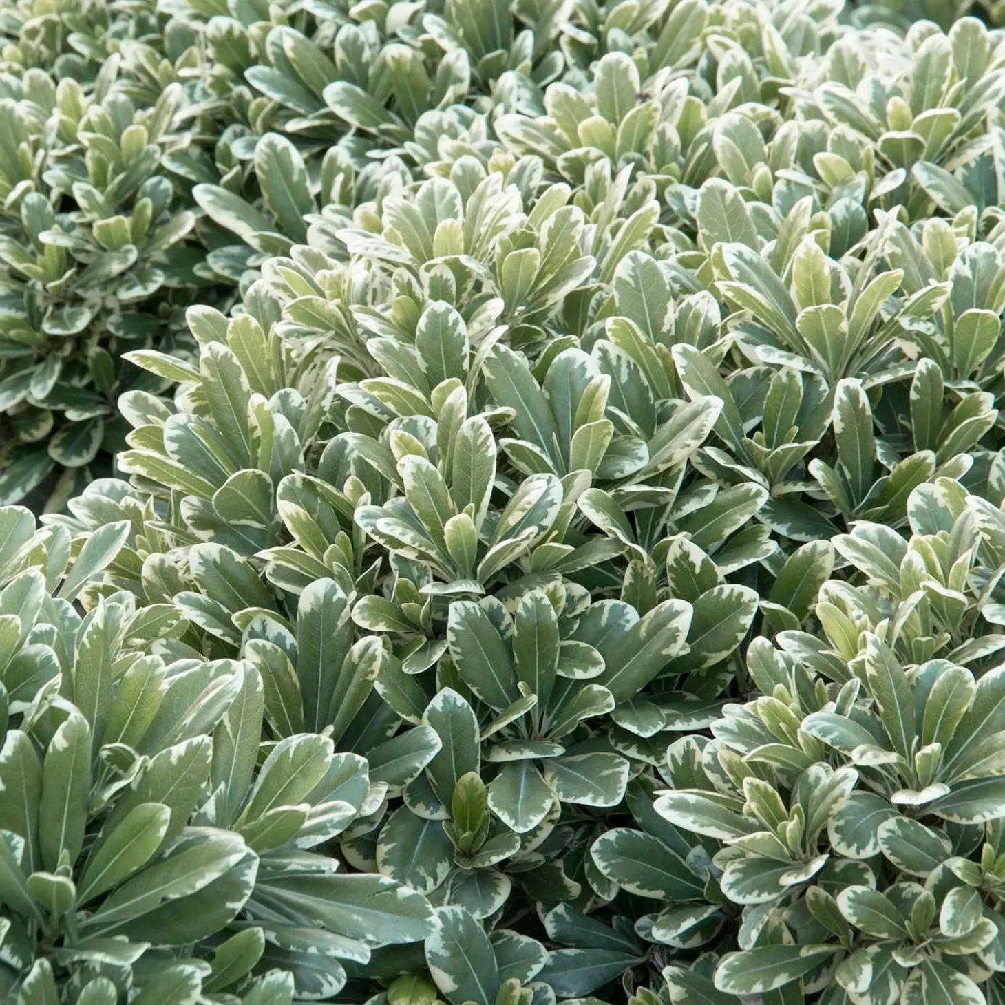 Landscape Plants>Roger's Gardens Pittosporum 'Cream De Mint'® - Cream De Mint Dwarf Pittosporum - 5 Gallon