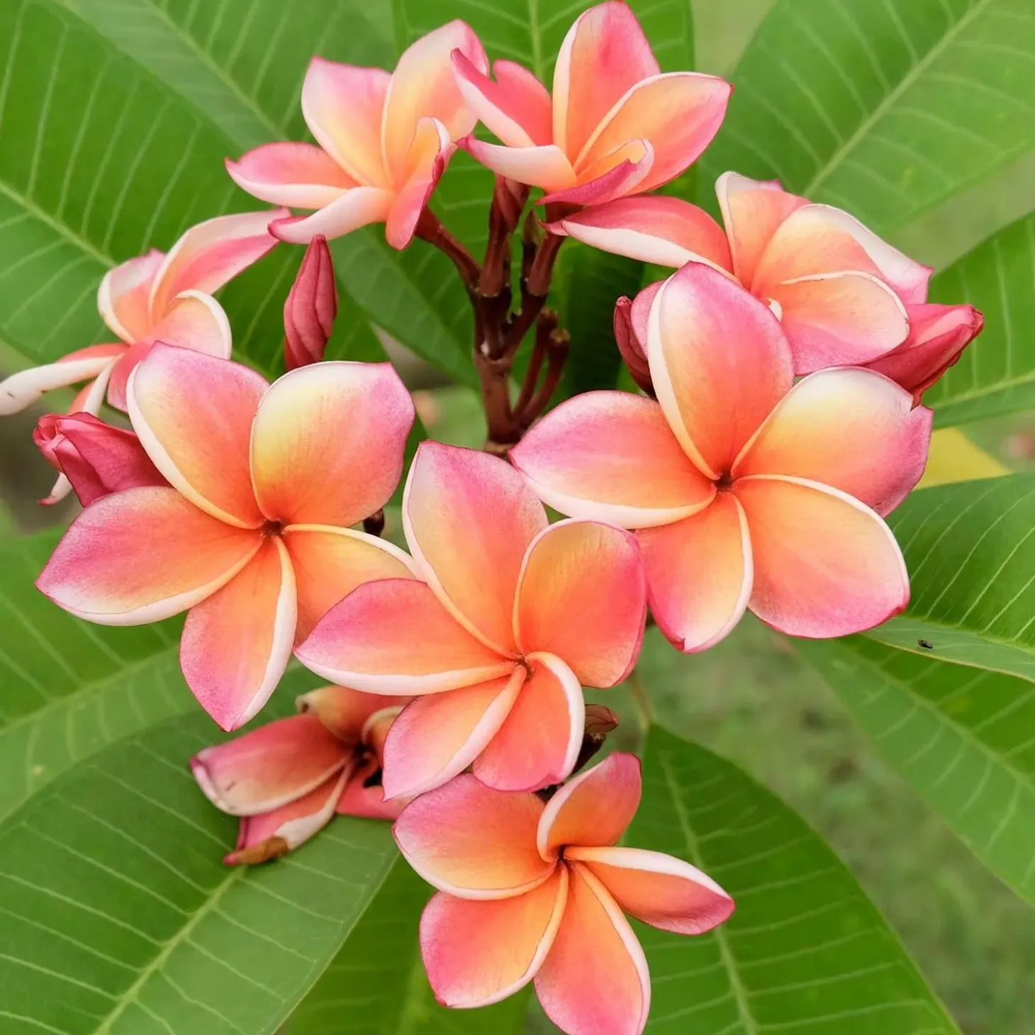 Landscape Plants>Roger's Gardens Plumeria "Dwarf Miniature" 8In - Assorted Colors