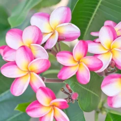 Landscape Plants><noscript><img width=