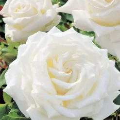 Roses>Roger's Gardens Pope John Paul Ii - 15 Gallon