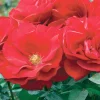 Roses>Roger's Gardens Preference - 5 Gallon
