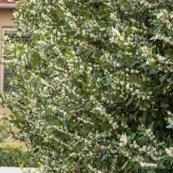Landscape Plants>Roger's Gardens Prunus 'Bright N Tight'™ - Bright 'N Tight Carolina Laurel - 15 Gallon