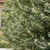 Landscape Plants>Roger's Gardens Prunus 'Bright N Tight'™ - Bright 'N Tight Carolina Laurel - 5 Gallon