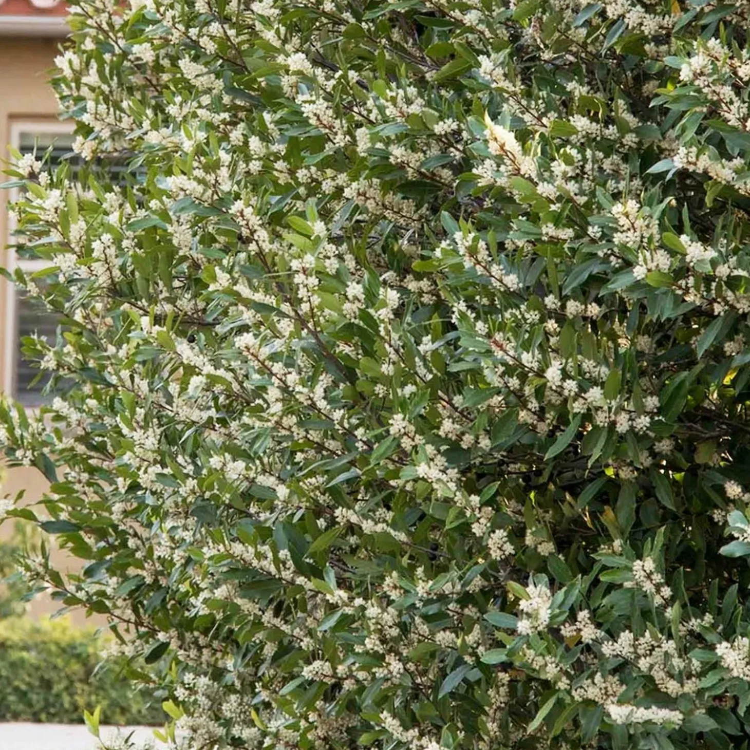 Landscape Plants>Roger's Gardens Prunus 'Bright N Tight'™ - Bright 'N Tight Carolina Laurel - 5 Gallon