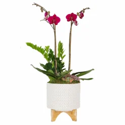Indoor Planted Arrangements>Roger's Gardens Purple Orchid In Chevron Pot