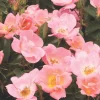 Roses>Roger's Gardens Rainbow Knock Out - 2 Gallon