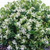 Landscape Plants>Roger's Gardens Rhaphiolepis 'Georgia Petite' - Georgia Petite Indian Hawthorn - 2 Gallon