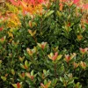 Landscape Plants>Roger's Gardens Rhaphiolepis Umbellata 'Minor' - Dwarf Yedda Hawthorn - 2 Gallon