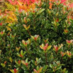 Landscape Plants>Roger's Gardens Rhaphiolepis Umbellata 'Minor' - Dwarf Yedda Hawthorn - 5 Gallon