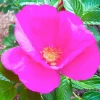 Roses>Roger's Gardens Rosa Rugosa - 5 Gallon