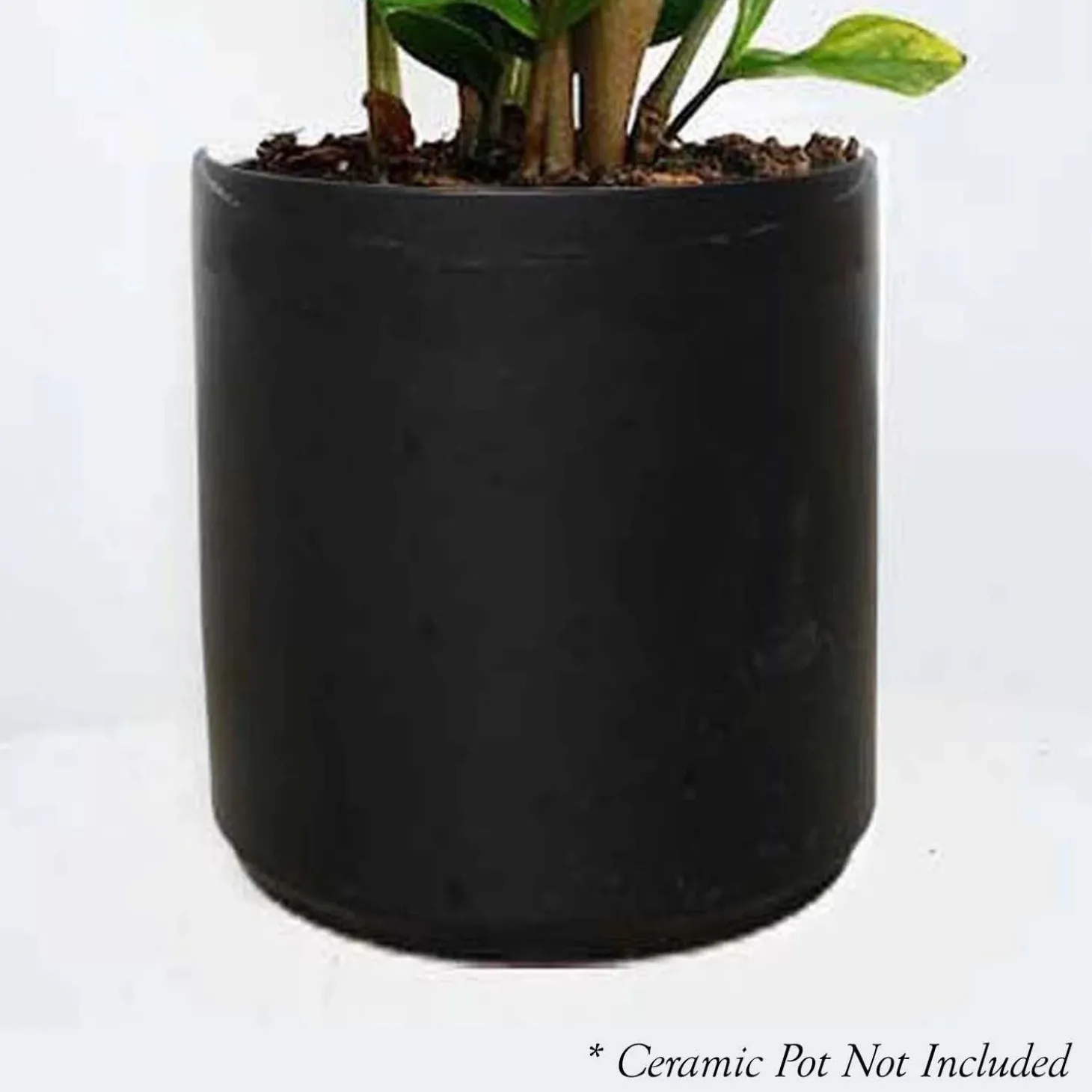 Indoor Plants>Roger's Gardens Sanservieria Laurentii - 6" Pot