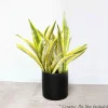 Indoor Plants>Roger's Gardens Sansevieria 'Gold Dust' - Snake Plant - 10" Pot