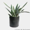 Indoor Plants>Roger's Gardens Sansevieria Sayurii - Snake Plant - 8" Pot