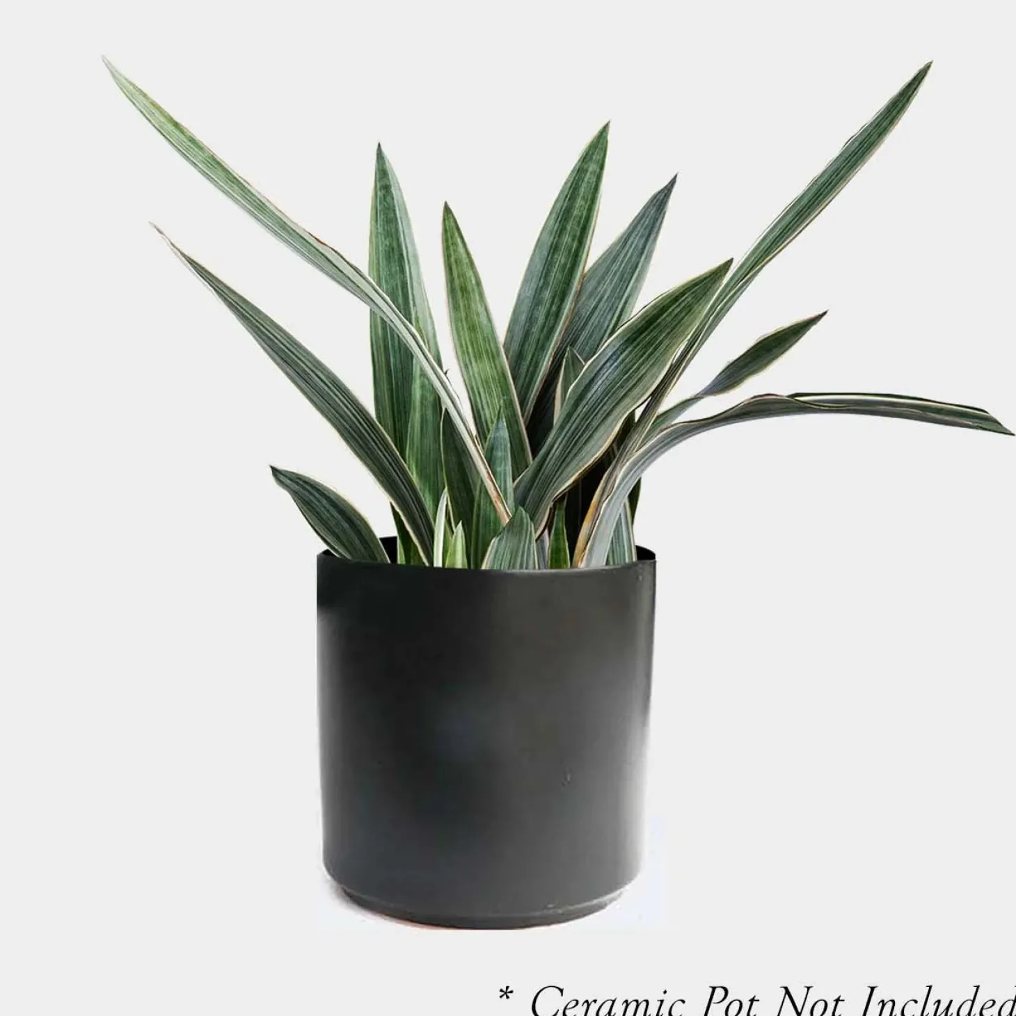 Indoor Plants>Roger's Gardens Sansevieria Sayurii - Snake Plant - 8" Pot