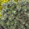 Landscape Plants>Roger's Gardens Sedum 'sparkler Lime Zinger'® Pp - Lime Zinger Stonecrop - 1 Gallon