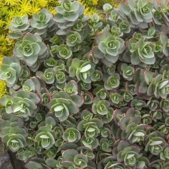 Landscape Plants>Roger's Gardens Sedum 'sparkler Lime Zinger'® Pp - Lime Zinger Stonecrop - 1 Gallon