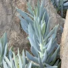 Landscape Plants>Roger's Gardens Senecio 'Mt Everest' Pp - Mount Everest Big Blue Chalksticks - 2 Gallon