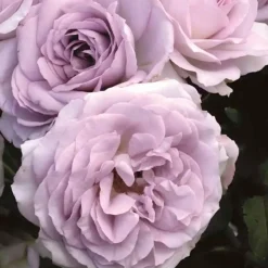 Roses>Roger's Gardens Silver Lining - 5 Gallon