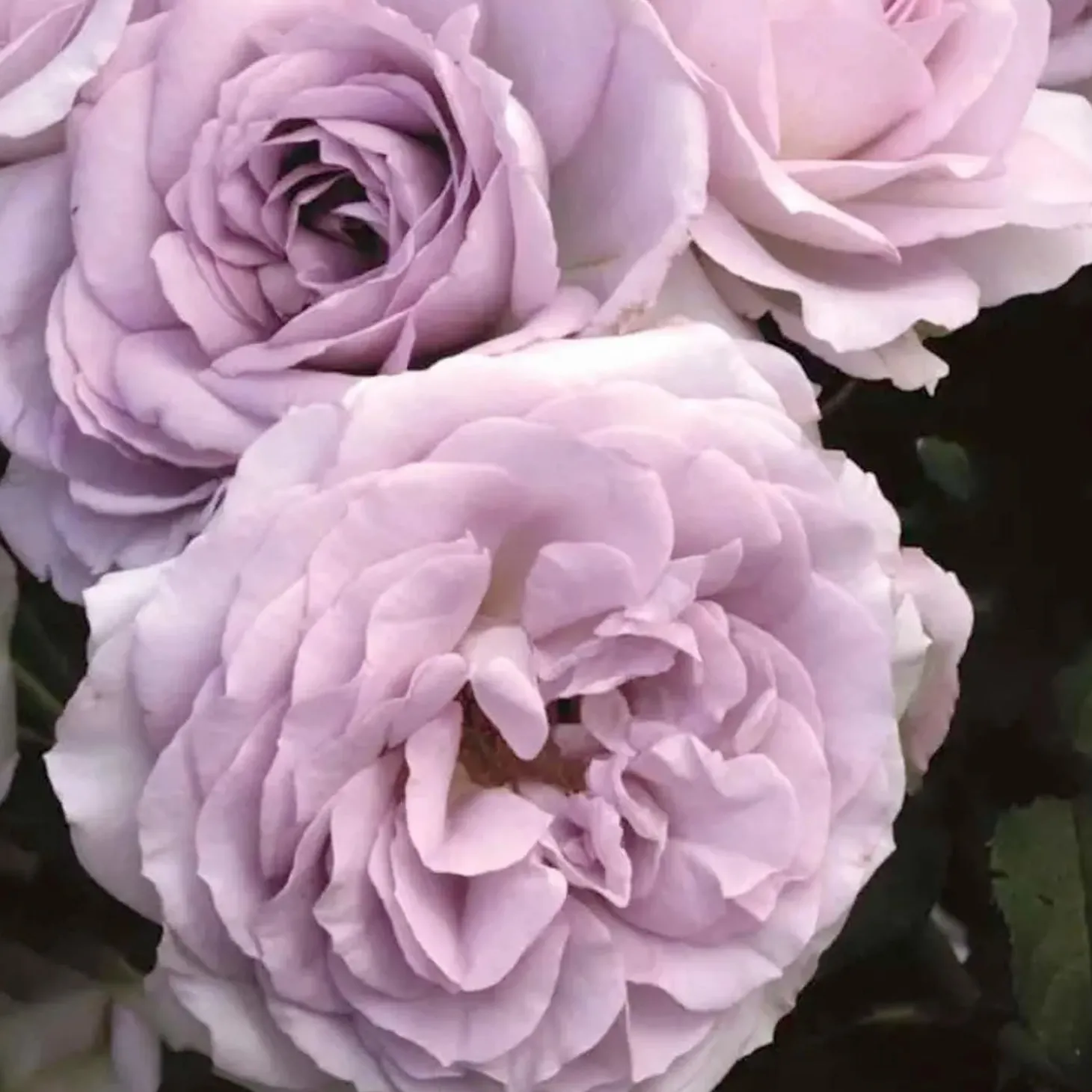 Roses>Roger's Gardens Silver Lining - 36" Tree - 5 Gallon
