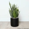 Indoor Plants>Roger's Gardens Snake Plant - Sansevieria Laurentii - 10In