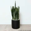 Indoor Plants>Roger's Gardens Snake Plant -Sansevieria Zeylanica - 8In
