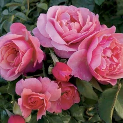 Roses>Roger's Gardens Social Climber - 5 Gallon