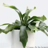 Indoor Plants>Roger's Gardens Staghorn Fern - 8" Pot
